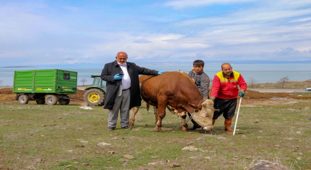 Vanlı çiftçi büyükbaş hayvanını "Milli Dayanışma Kampanyası"na bağışladı