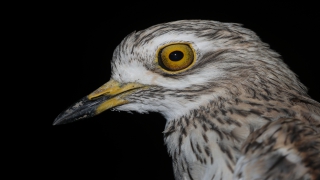 Verici takılan kıyı kuşunun göç sırasında çölleri geçtiği tespit edildi